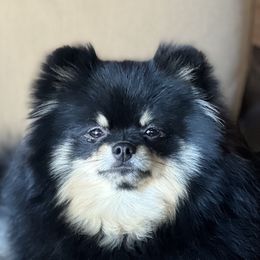 Wheezer - Pomeranian