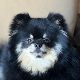 Wheezer - Pomeranian
