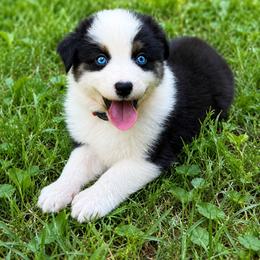 Sage - Black tri-color male Australian Shepherd puppy in Howardsville, Virginia from Spectacular Aussies and Cavaliers