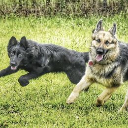 German Shepherds from Von Odenwald German Shephers