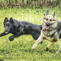 German Shepherds from Von Odenwald German Shephers