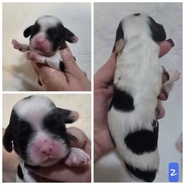 Boy 2 - Black white and tan male Cocker Spaniel puppy in Greensboro, North Carolina from Cochran Spaniels