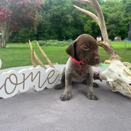 Pink girl - Liver roan female German Shorthaired Pointer puppy in Liberty, North Carolina from White Barn Kennels LLC