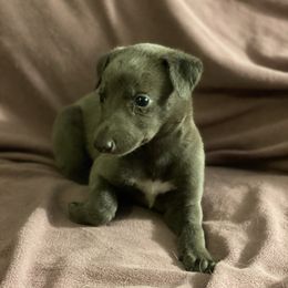 Girl 1 - Blue Greyhound puppy in Oxford, Florida from Running to Stand Still (RTSS)