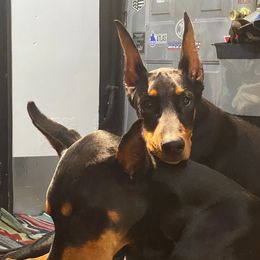Doberman Pinscher Puppies from Ocean’s Breeze Doberman Pinschers