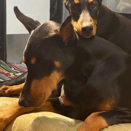 Doberman Pinscher Puppies from Ocean’s Breeze Doberman Pinschers