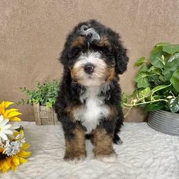 Queso - Tri-color male Bernedoodle puppy in Seymour, Missouri from D and D’s Dandy Doodles