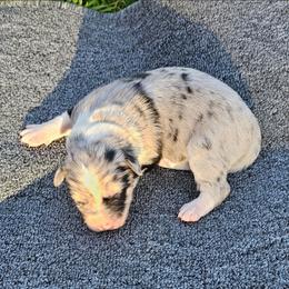 Blue merle (Black) - Blue merle female Border Collie puppy in Springtown, Texas from CRL Farms