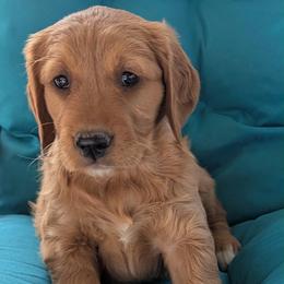 Safety - Dark golden female Golden Retriever puppy in Parker, Colorado from Legacy Ranch Golden Retrievers