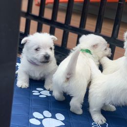 West Highland White Terrier Puppies from Westies of Morrison