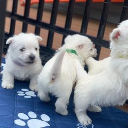 West Highland White Terrier Puppies from Westies of Morrison