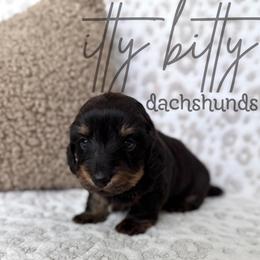 Satin- SILKY WIREHAIR - Black and tan female Dachshund puppy in Canton, Texas from Itty Bitty Dachshunds