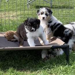 Australian Shepherd Puppies from Integrity Australian Shepherds