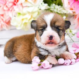Honey - Sable female Pembroke Welsh Corgi puppy in San Antonio, Texas from Moxxi's Legacy Corgis