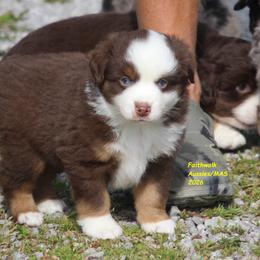 Galaxy - Red tri-color male Miniature American Shepherd puppy in Hillsdale, Michigan from Faithwalk Aussies and Mini American Shepherds