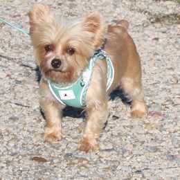 Hawk - Yorkshire Terrier