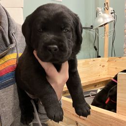 Labrador Retriever Puppies from Butlertown Labs