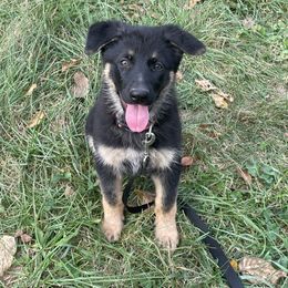 German Shepherd Puppies from Adelheid Shepherds