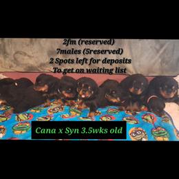 Girl 1 - Black and mahogany female Rottweiler puppy in De Witt, Iowa from Irish Eyes Kennels