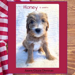 Honey - Red  female Goldendoodle puppy in North Conway, New Hampshire from Arbor Grace Doodles