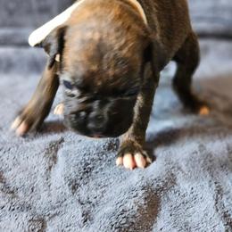 Jackie - Brindle female Boxer puppy in Pine River, Wisconsin from Jenks Boxers