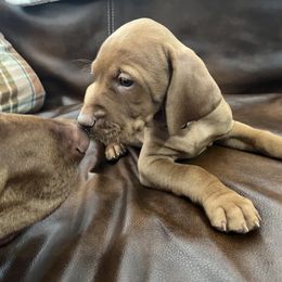 Vizsla Puppies from Gentleman Jack's Flying Vizslas