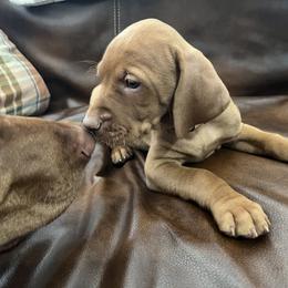 Vizsla Puppies from Gentleman Jack's Flying Vizslas