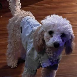Memphis - AKC Poodle - Cockapoo