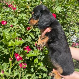 Red Girl - Black and tan female Dachshund puppy in California from Wild Weenies - Dachshund Ranch