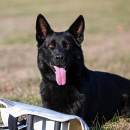 Negil - German Shepherd