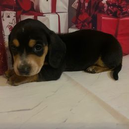 Boy 2 - Black and tan male Dachshund puppy in Stilwell, Oklahoma from Bidding Creek Dachshunds
