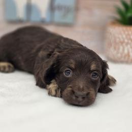 Memphis - Chocolate and cream male Dachshund puppy in Norwood, Missouri from Madra's Dashing Doxies