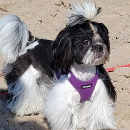 Kikimora - Shih Tzu