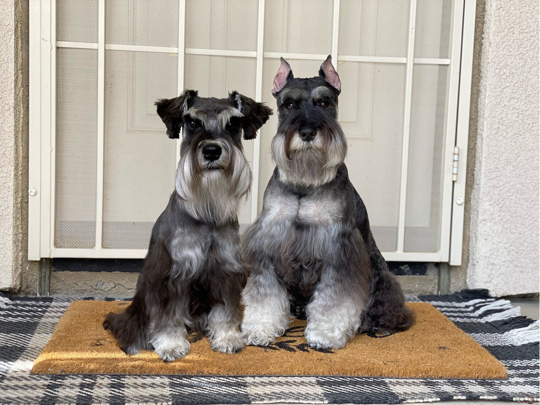 Two salt and pepper Miniature Schnauzers 