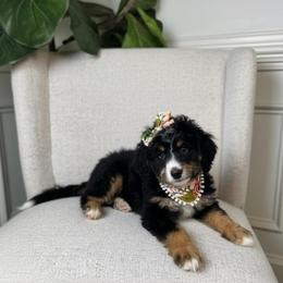 Chloe - Tri-color female Bernedoodle puppy in Alpharetta, Georgia from Doodles of Buckhead