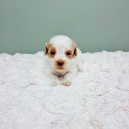 Camille - female Labradoodle puppy in Springfield, Ohio from Dawson & Daryn's Royal Companions
