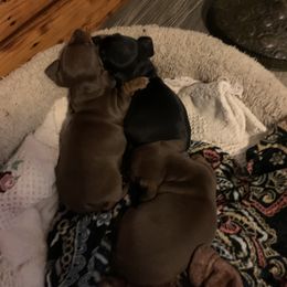 Dachshund Puppies from Howard's Hillside Farms