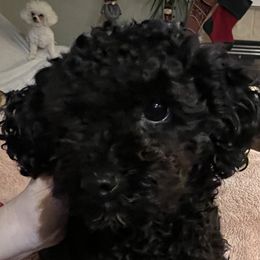 Olive - Poodle
