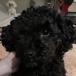 Olive - Poodle