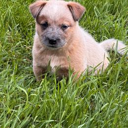 Capy - Red speckled male Australian Cattle Dog puppy in Billings, Montana from Sugarloaf French bulldogs and Australian cattle dogs