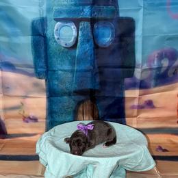Pearl - Blue female German Shepherd puppy in Magnolia, Texas from K & Q Shepherds