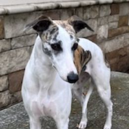 Cocker Spaniels and Whippets from Eaglewings