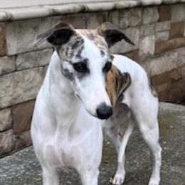 Cocker Spaniels and Whippets from Eaglewings