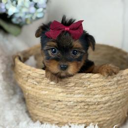 Magnolia - Black and tan female Yorkshire Terrier puppy in Liberty, Texas from Tiny Yorkshire pups