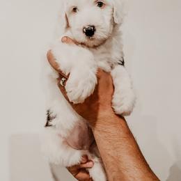 Sheepadoodle Puppies from DOODCompany