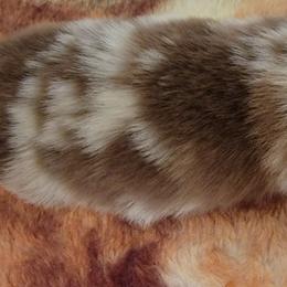 Australian Shepherd Puppies from Wayward Trails Kennel