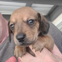 ANDY - Red male Dachshund puppy in Paradise, Texas from C and J Minis