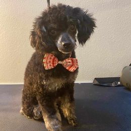 Poodles from Tiffany's Poodles