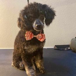 Poodles from Tiffany's Poodles