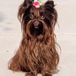 Venus - Yorkshire Terrier